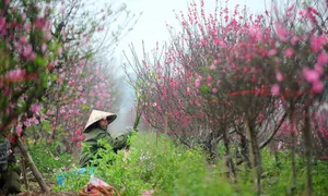 Nên tăng hai ngày nghỉ dịp Quốc khánh hay Tết Nguyên đán?