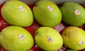 Xoài Australia về Việt Nam giá 600.000 đồng một kg